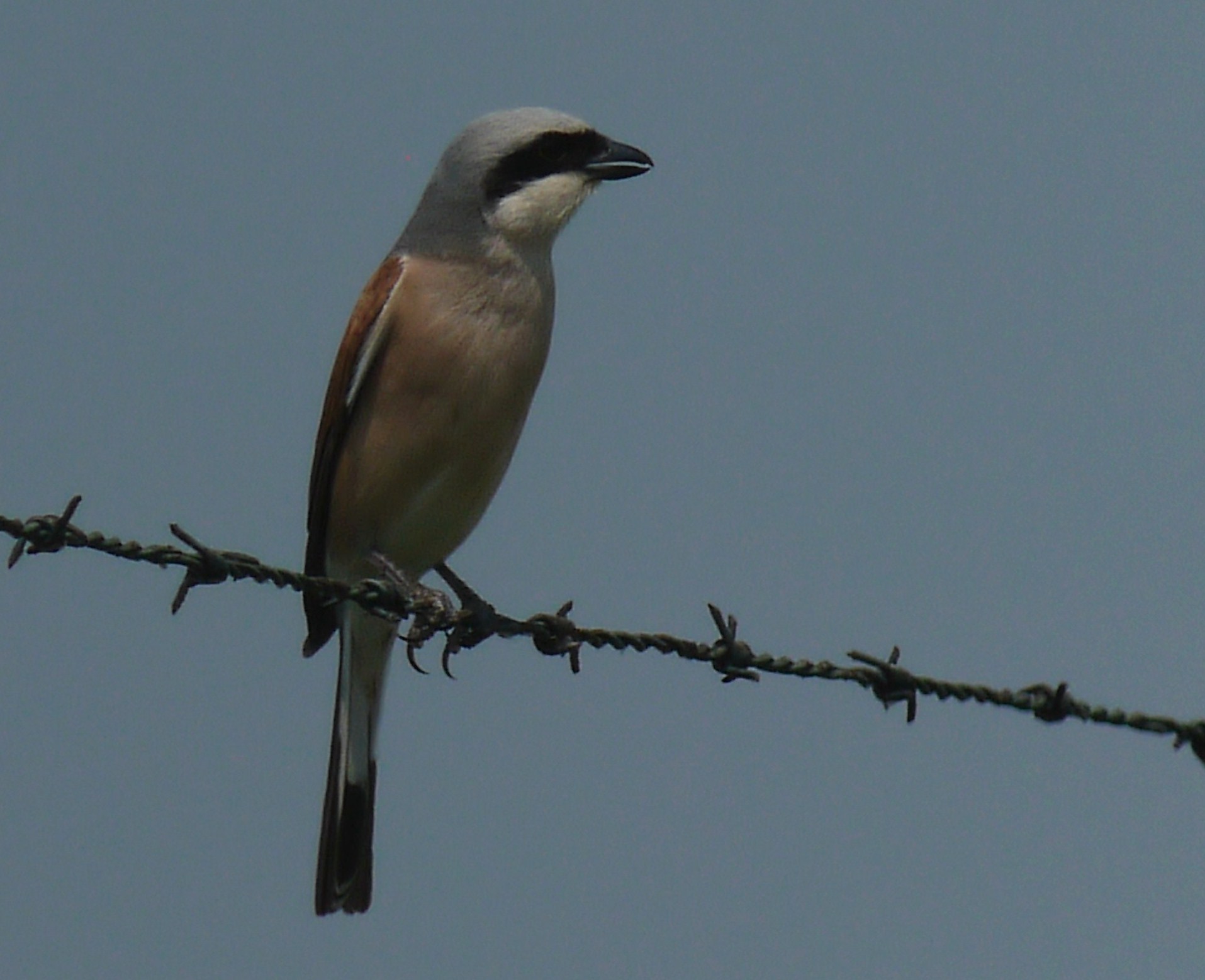Averla Piccola ( � arrivata aanche nel Cremasco )