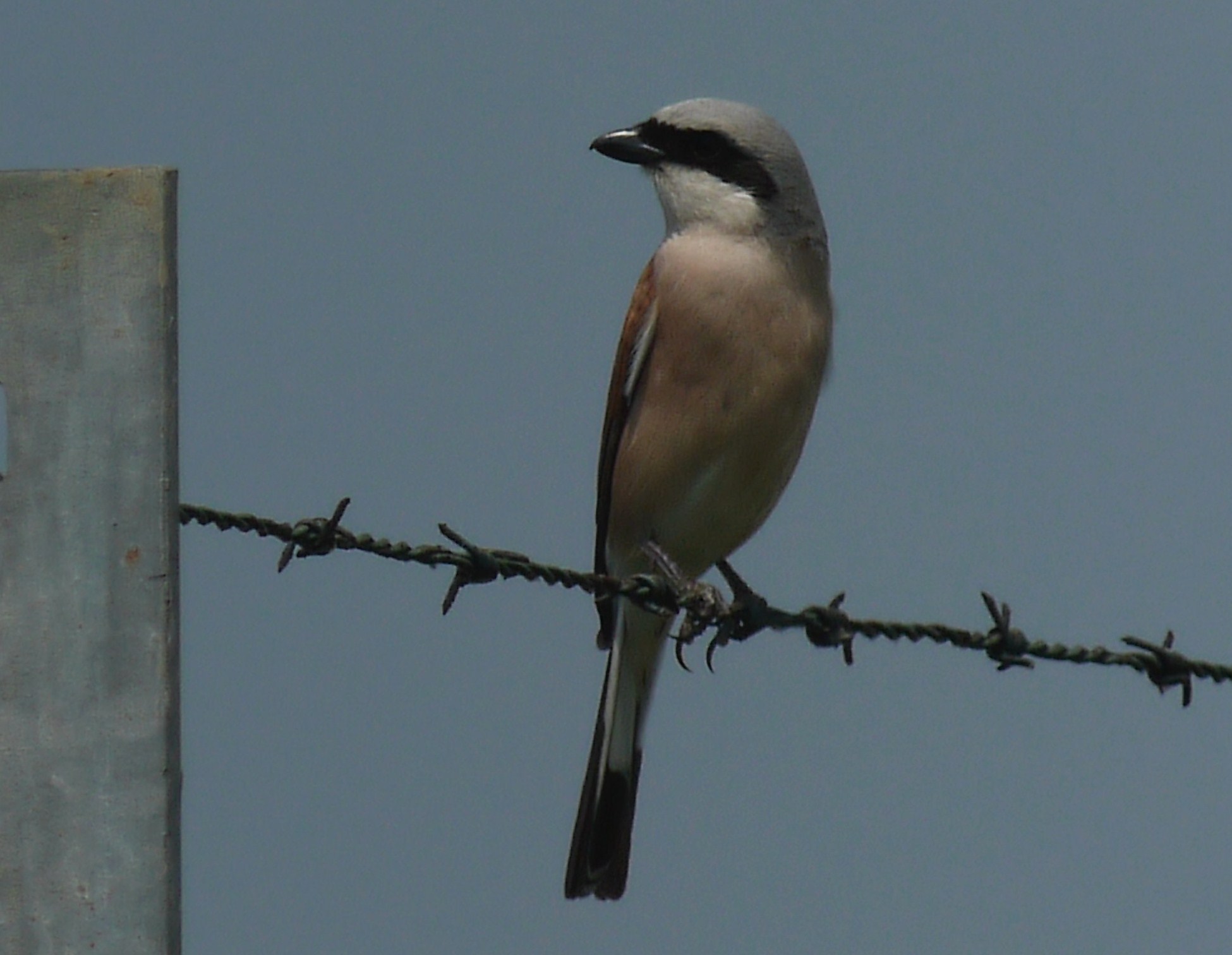 Averla Piccola ( � arrivata aanche nel Cremasco )