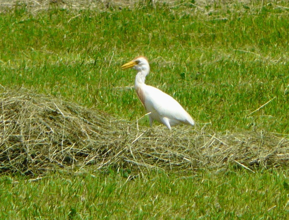 Airone guardabuoi (Bubulcus ibis): un ritratto.