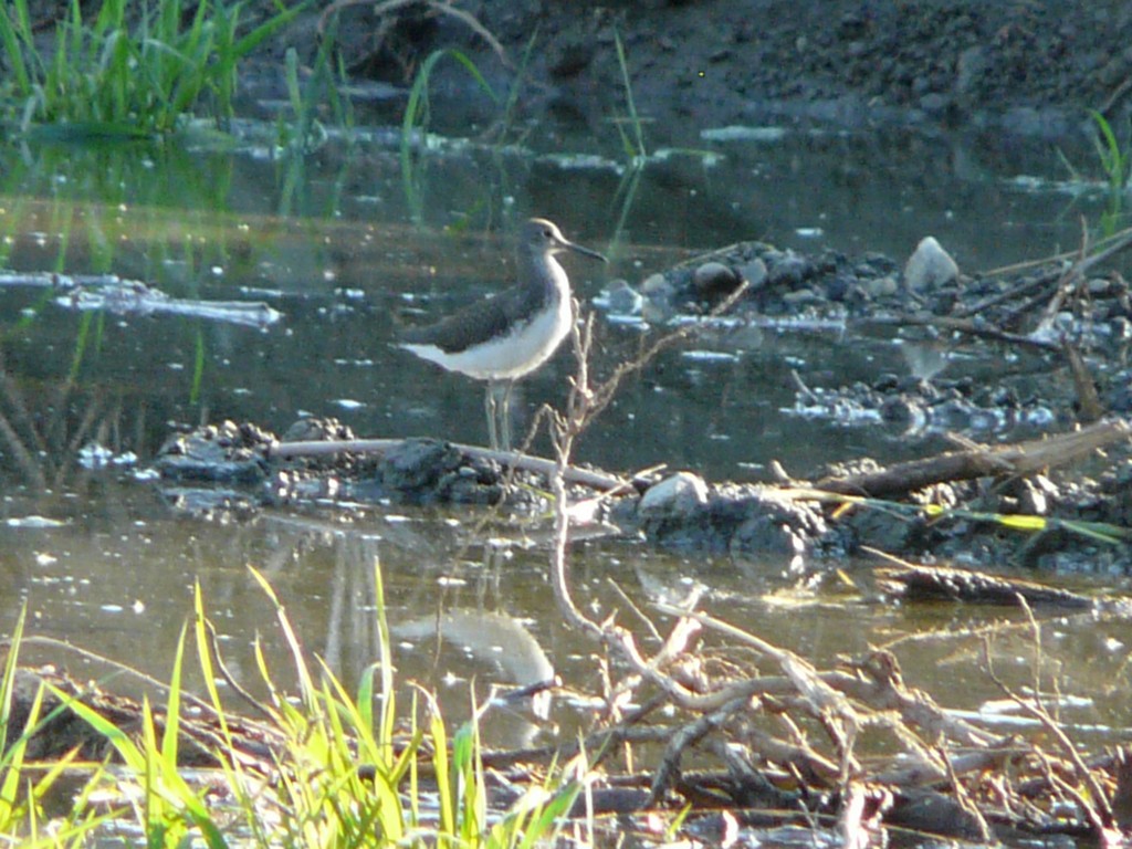 Limicolo da identificare