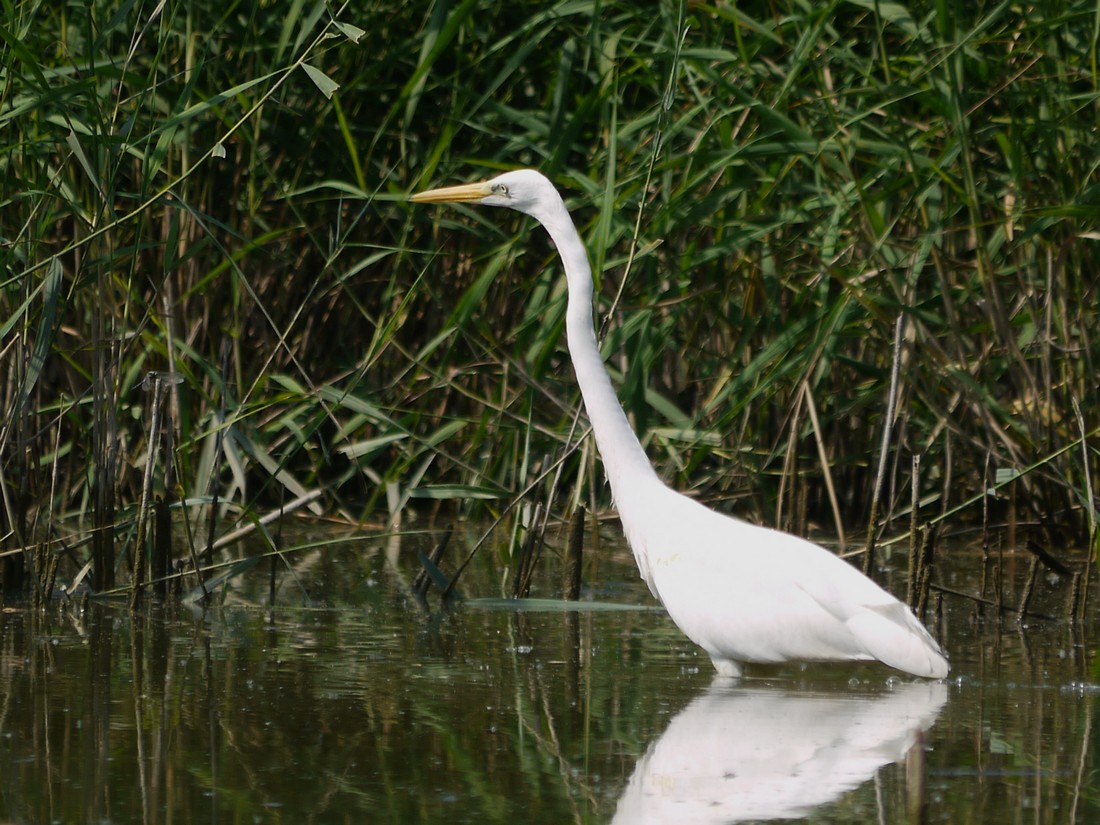 Airone Bianco a sorpresa nel Parco Adda Sud