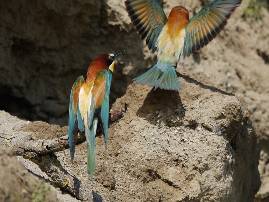 Avifauna humor