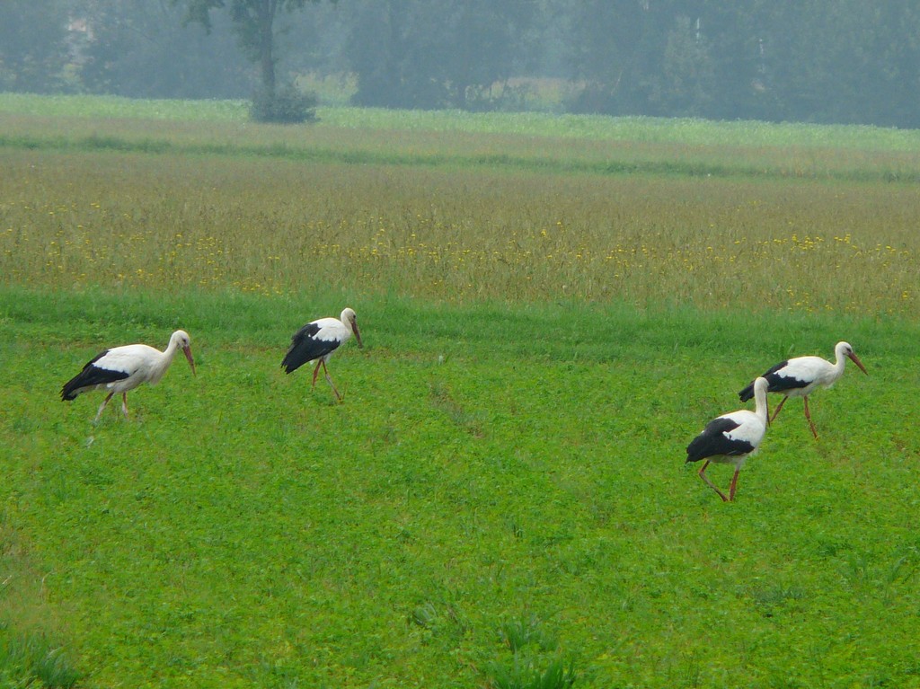 Copia di cicogne nel Moso cremasco