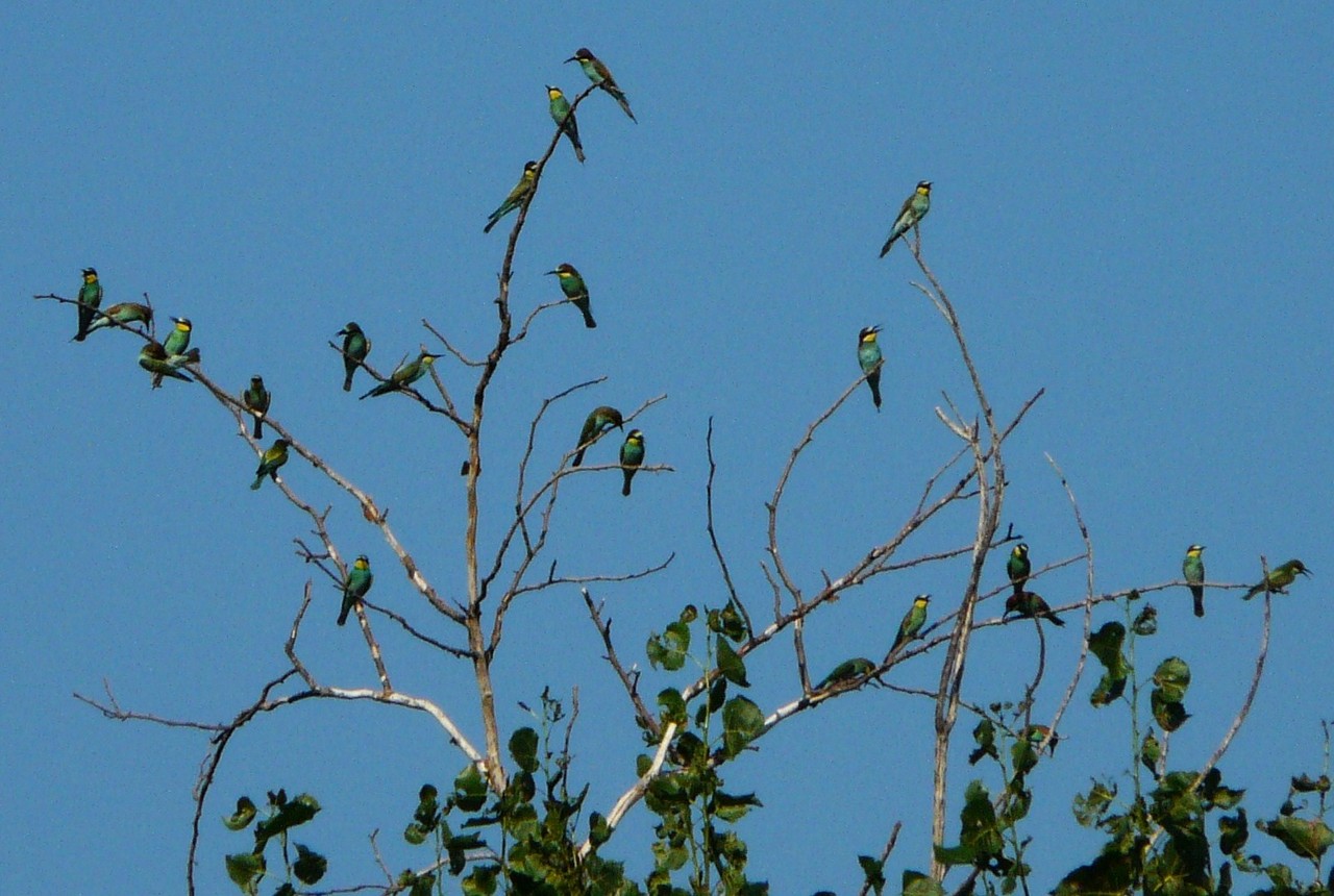 L''albero dei Gruccioni