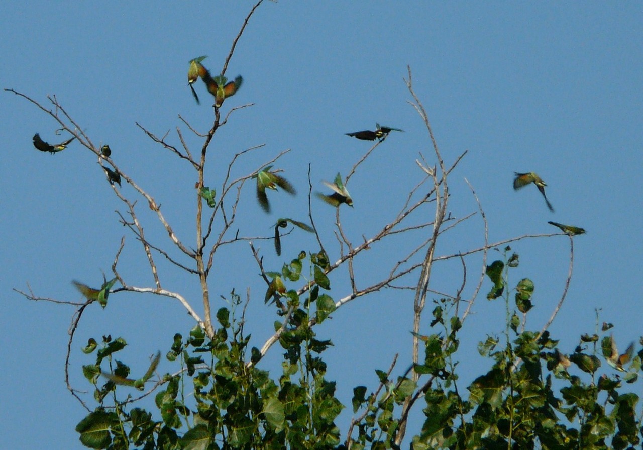 L''albero dei Gruccioni