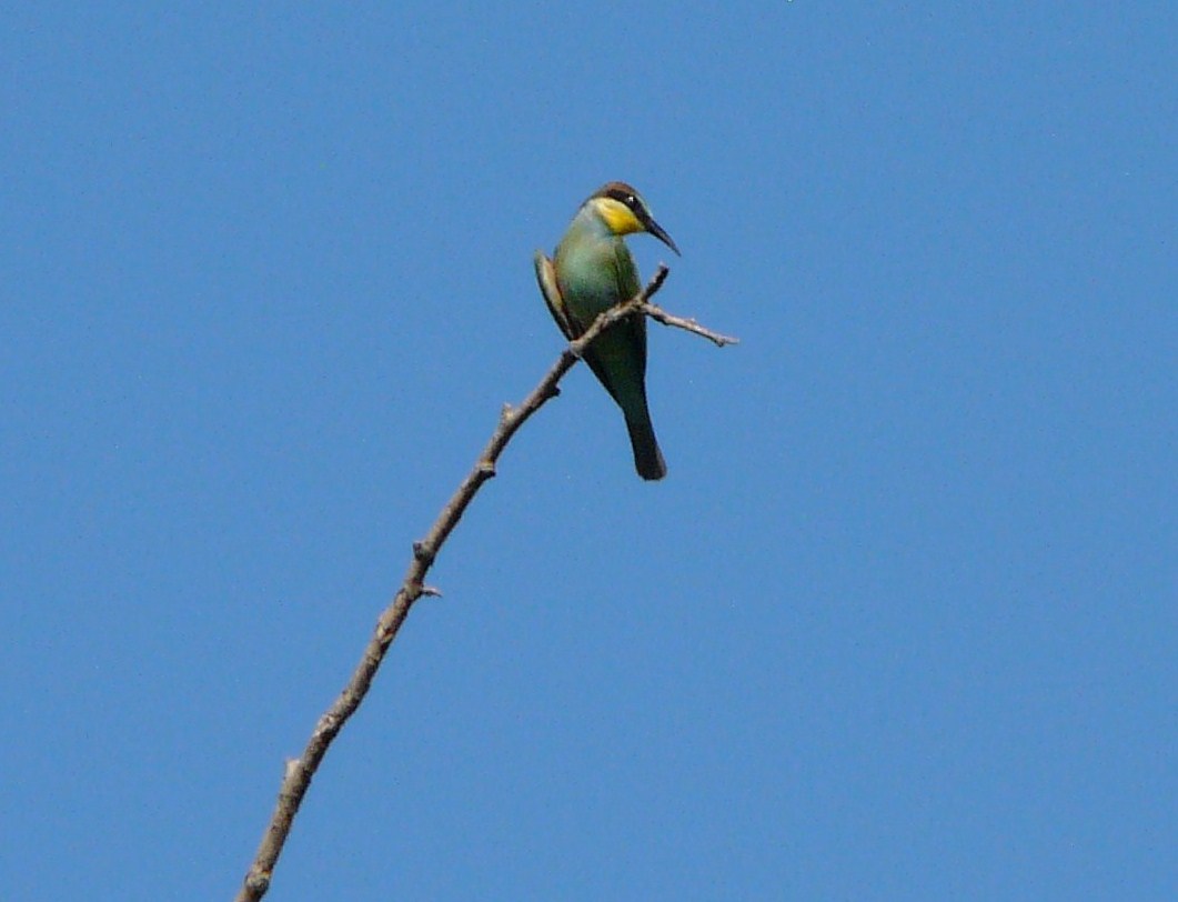 L''albero dei Gruccioni