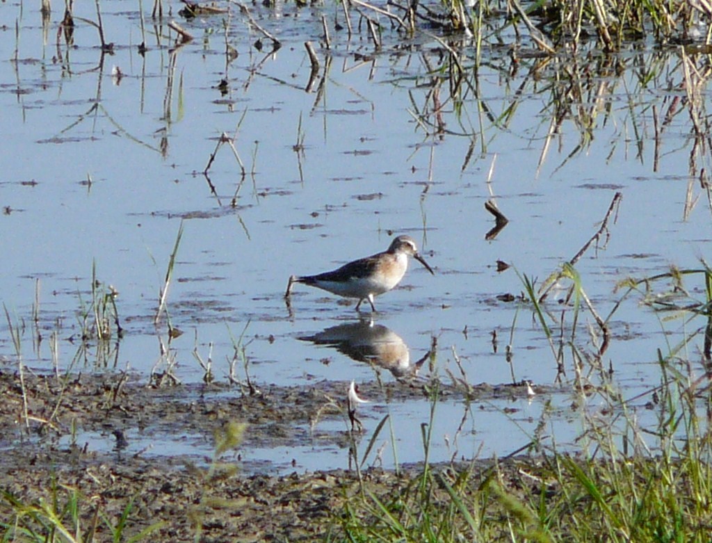 Piovanello  Comune ;  sempre lui ?