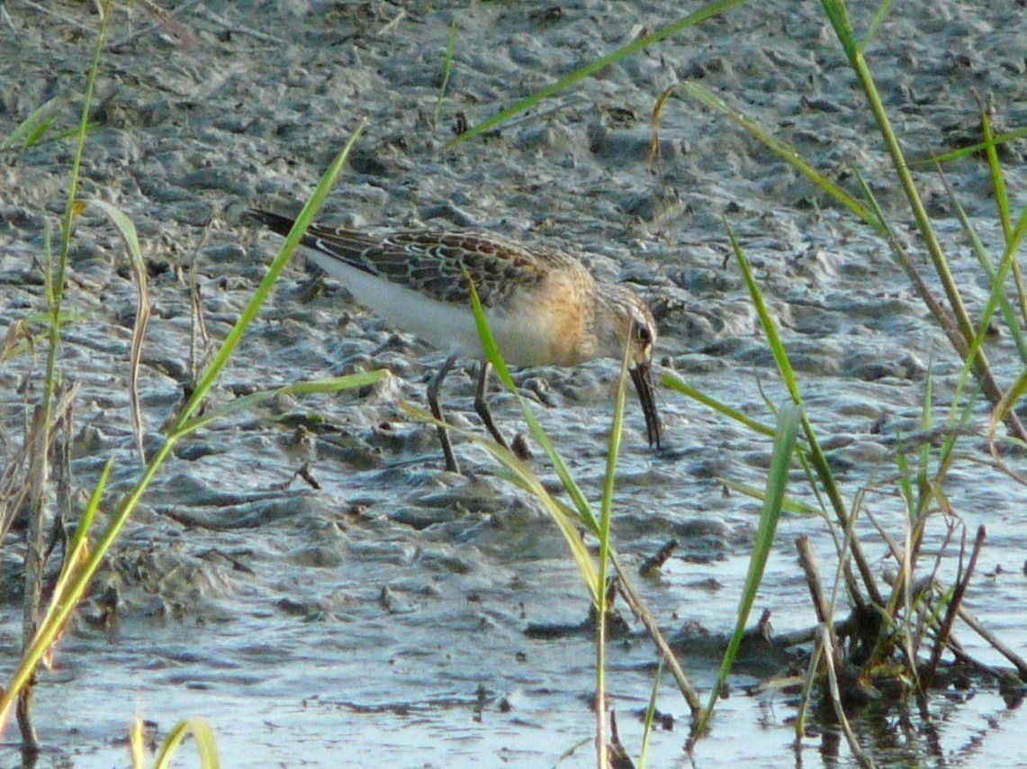 Piovanello  Comune ;  sempre lui ?