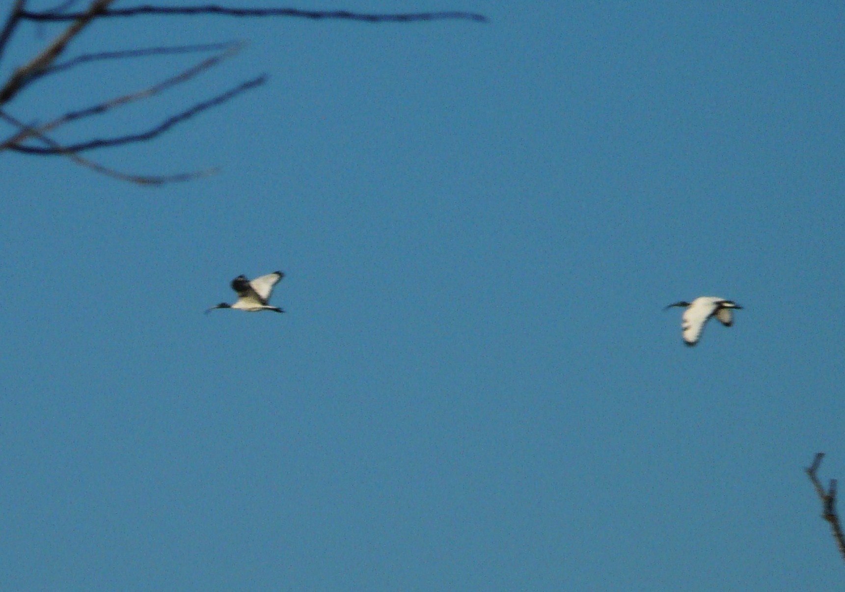 Ibis Sacri nel Cremasco