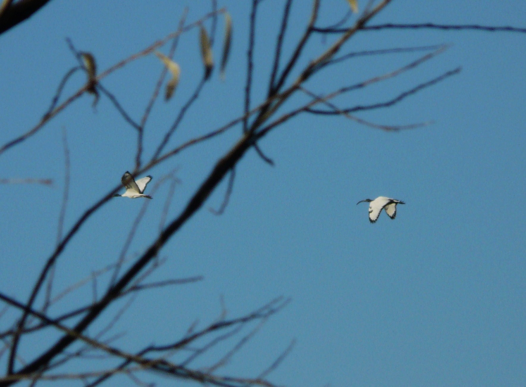 Ibis Sacri nel Cremasco