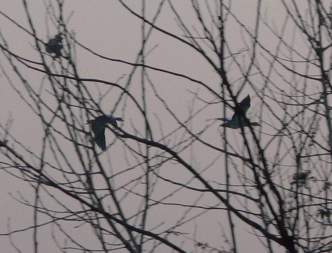 Oche Egiziane ? Nel Cremasco l''ultimo dell''anno