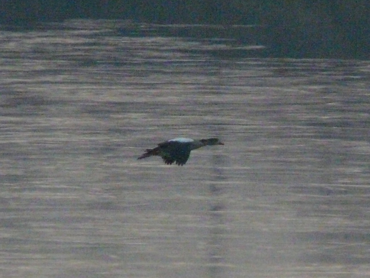 Oche Egiziane ? Nel Cremasco l''ultimo dell''anno