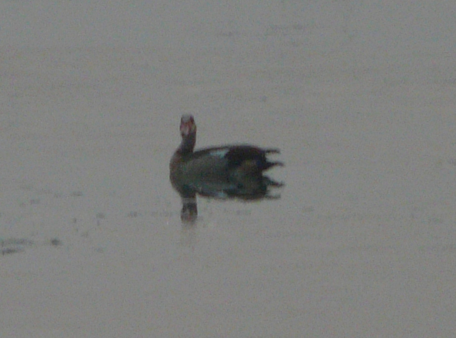 Oche Egiziane ? Nel Cremasco l''ultimo dell''anno