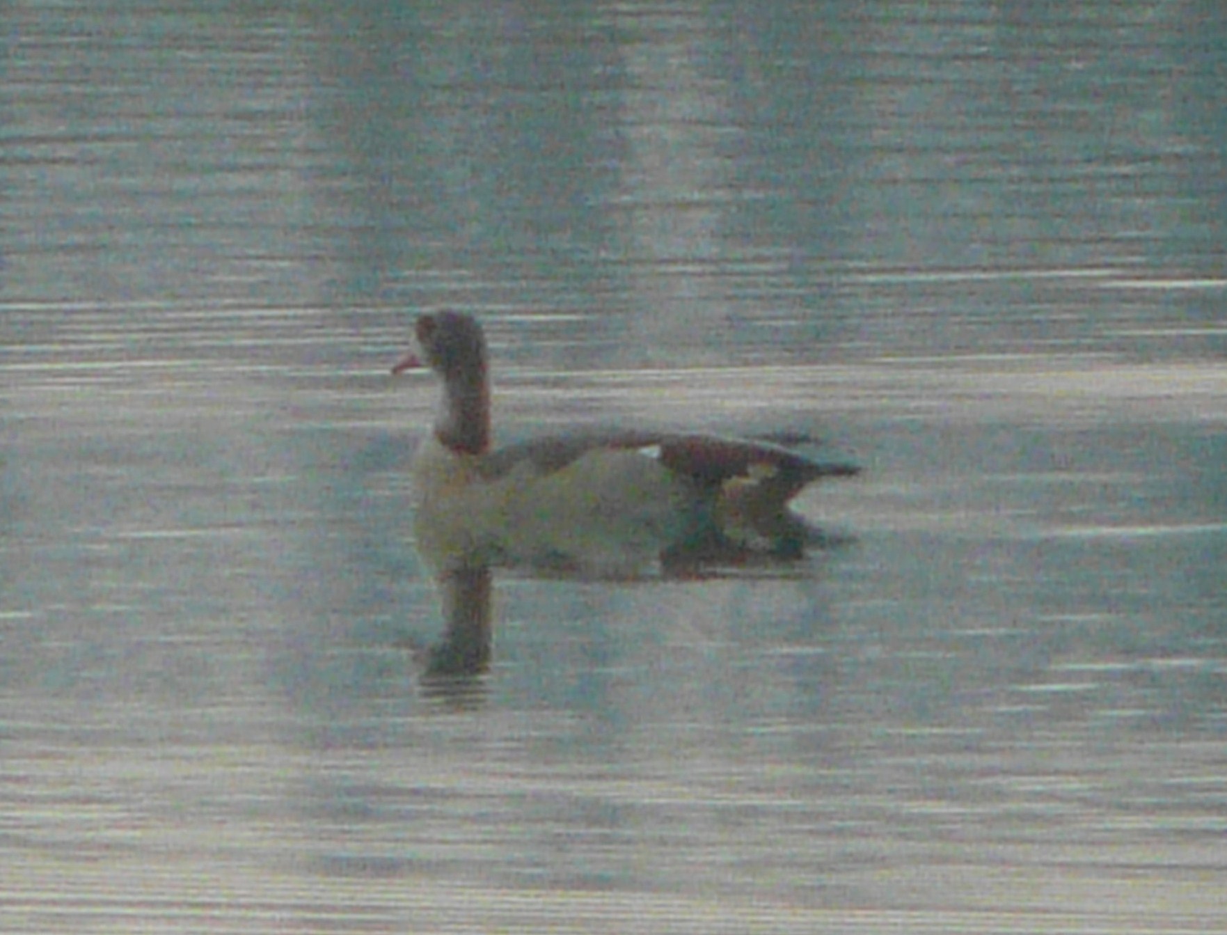 Oche Egiziane ? Nel Cremasco l''ultimo dell''anno