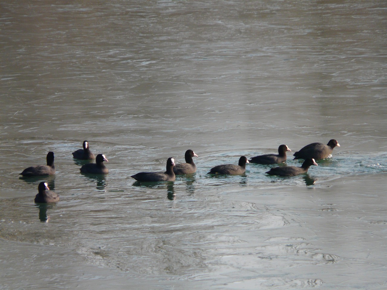 Folaghe pattinatrici nel cremasco .