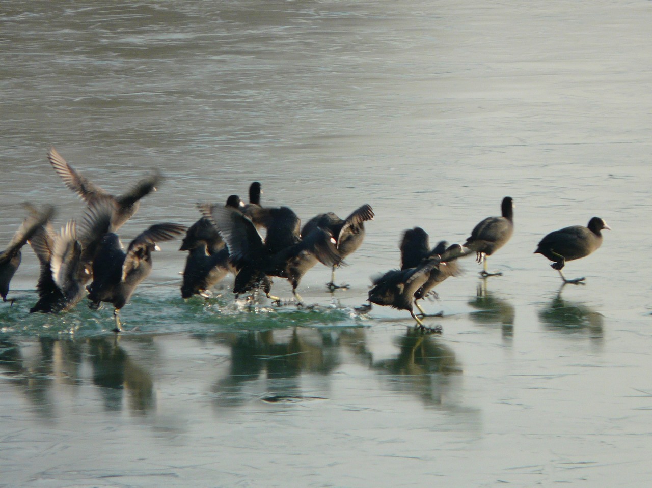 Folaghe pattinatrici nel cremasco .