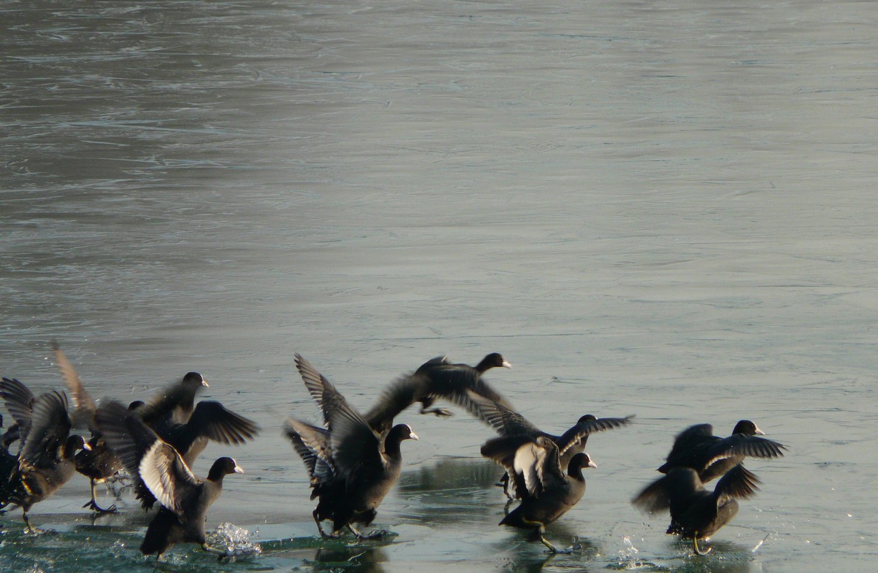Folaghe pattinatrici nel cremasco .