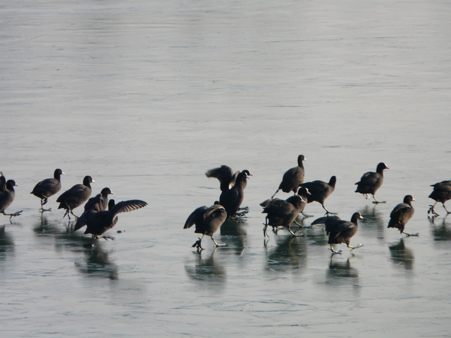 Folaghe pattinatrici nel cremasco .