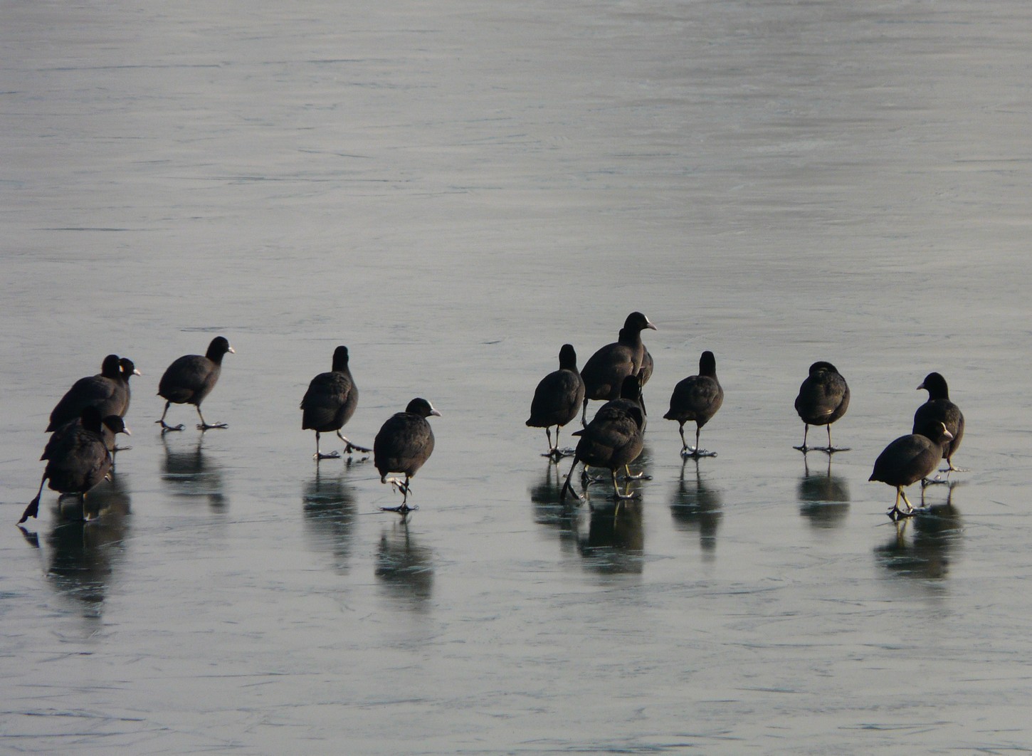 Folaghe pattinatrici nel cremasco .