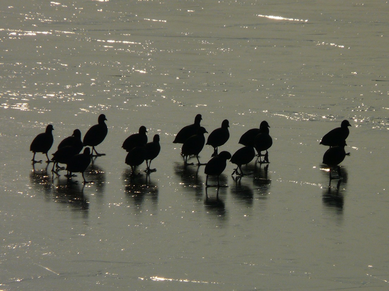 Folaghe pattinatrici nel cremasco .
