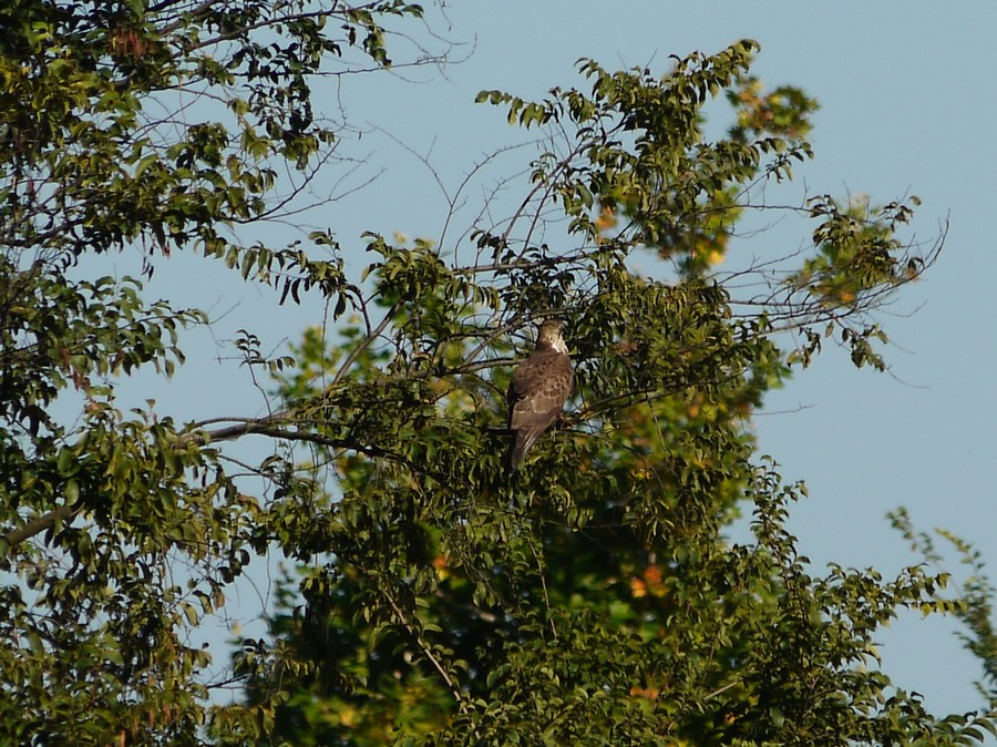 Aiuto identificazione rapace nel Cremasco (Nibbio Bruno?)