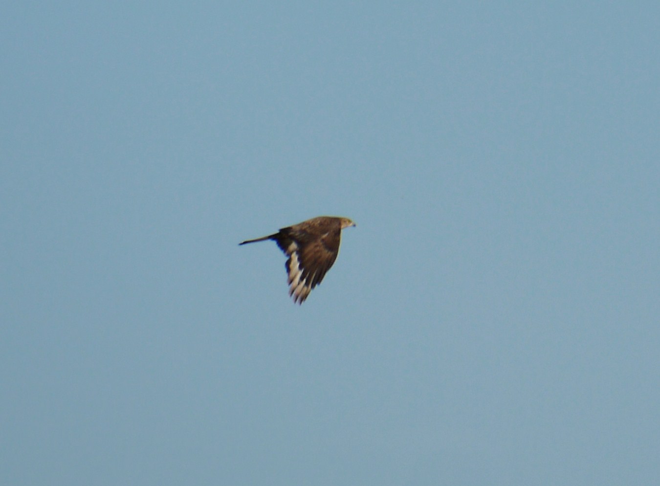 Aiuto identificazione rapace nel Cremasco (Nibbio Bruno?)