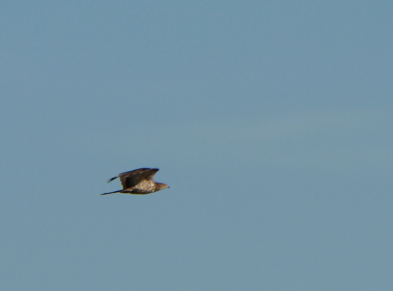 Aiuto identificazione rapace nel Cremasco (Nibbio Bruno?)