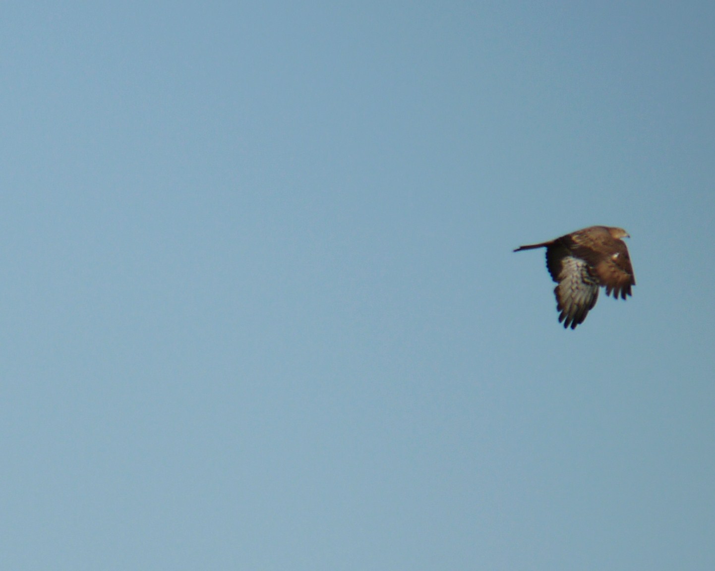 Aiuto identificazione rapace nel Cremasco (Nibbio Bruno?)