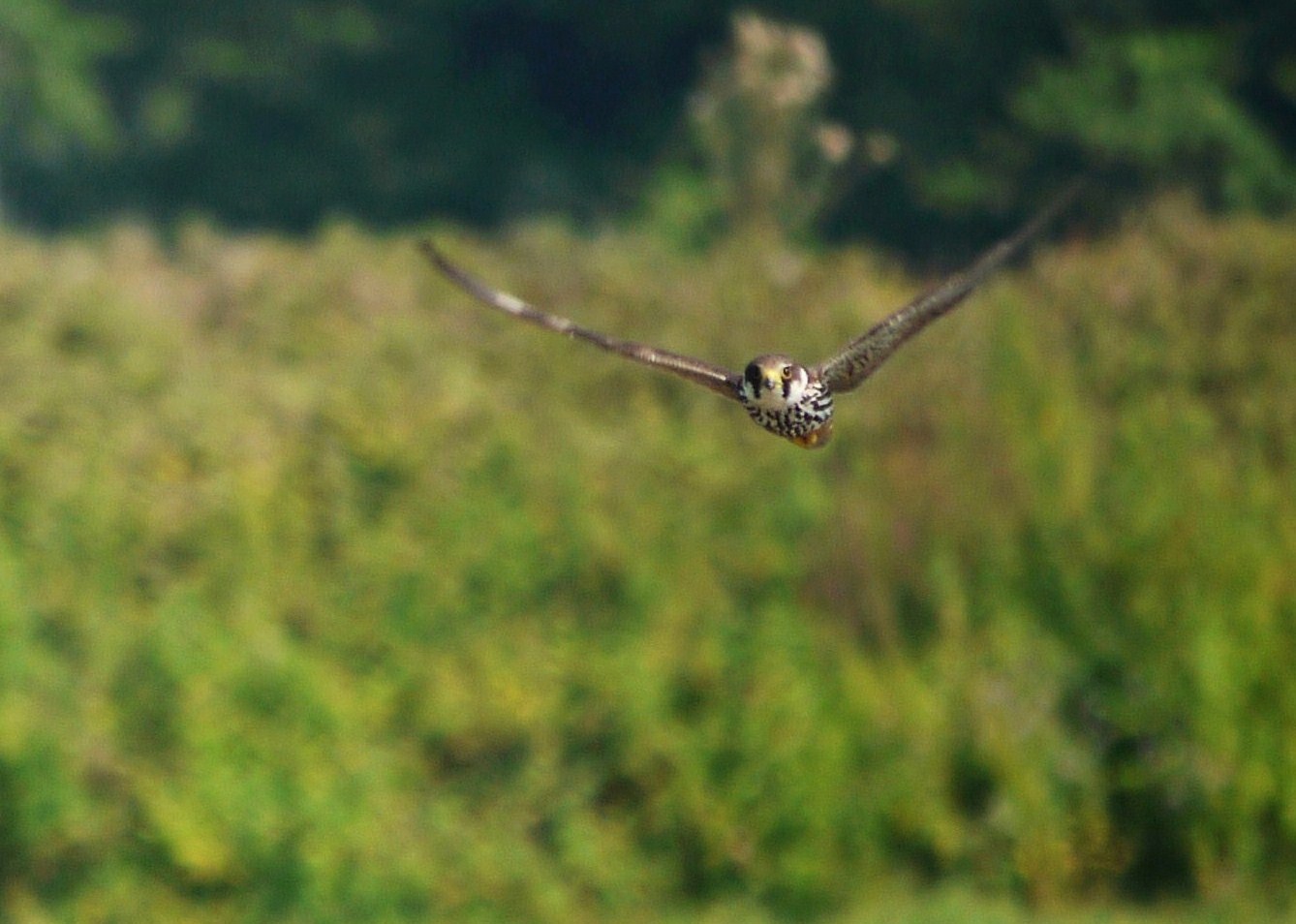 A tu per tu con il Lodolaio