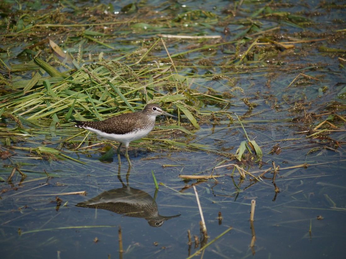 Piro Piro Culbianco entrambi?