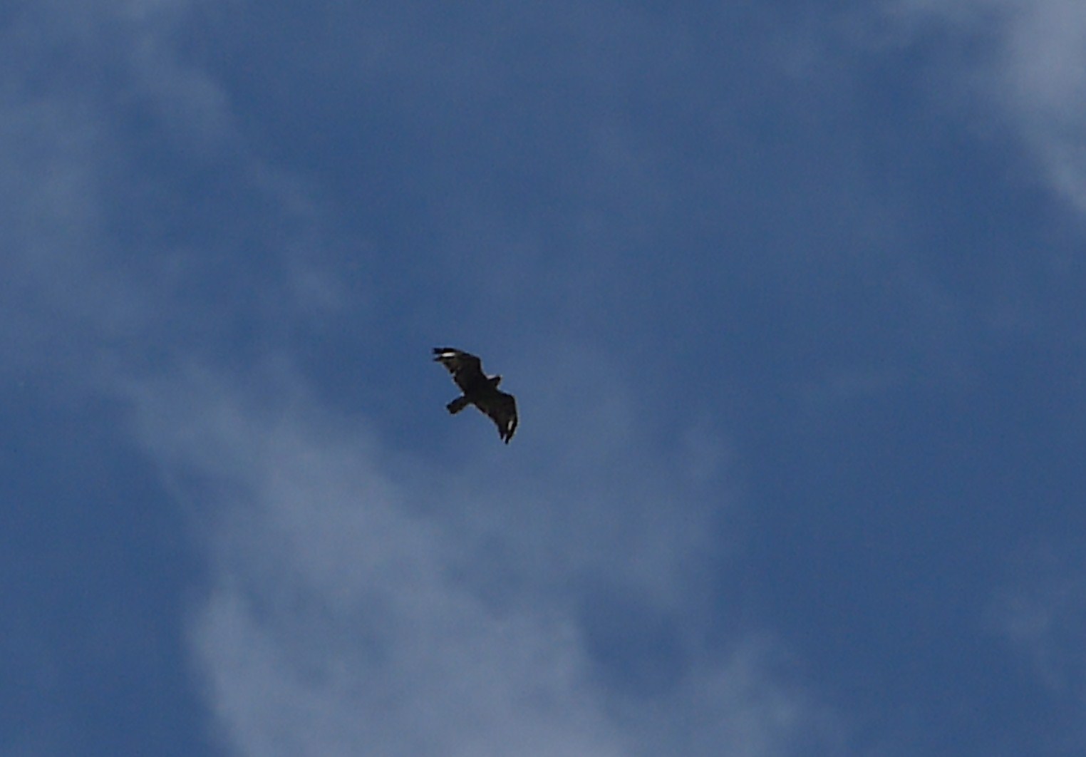 Conferma identificazione rapace