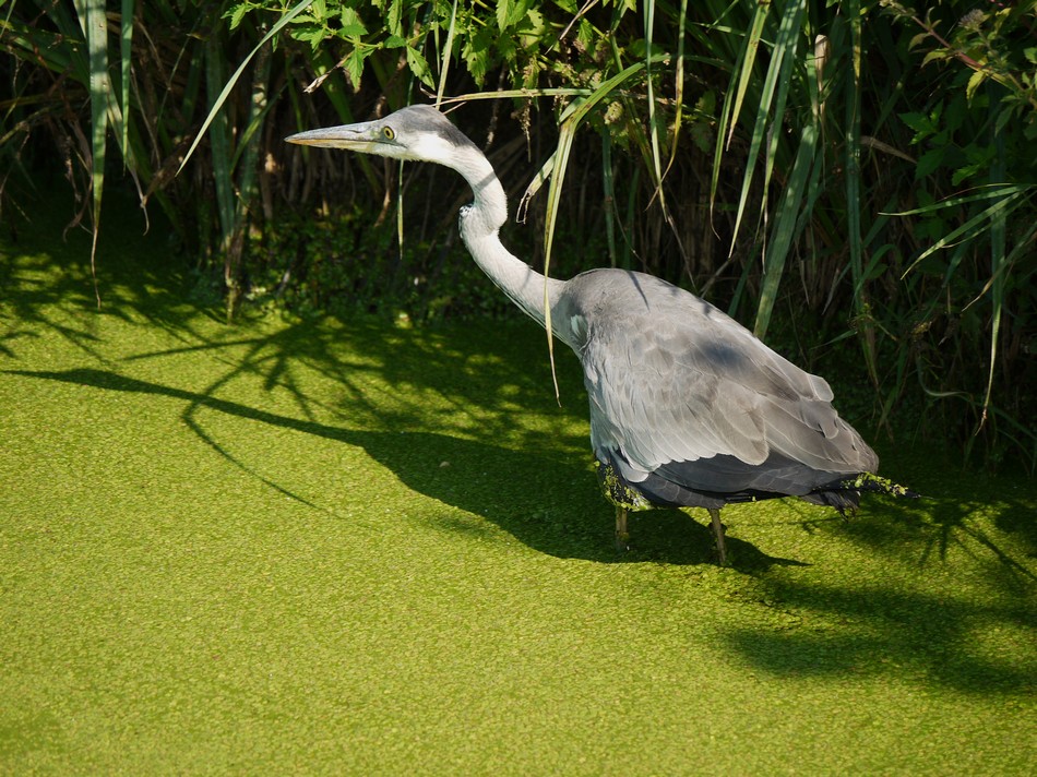 Airone Cenerino in difficolt�?