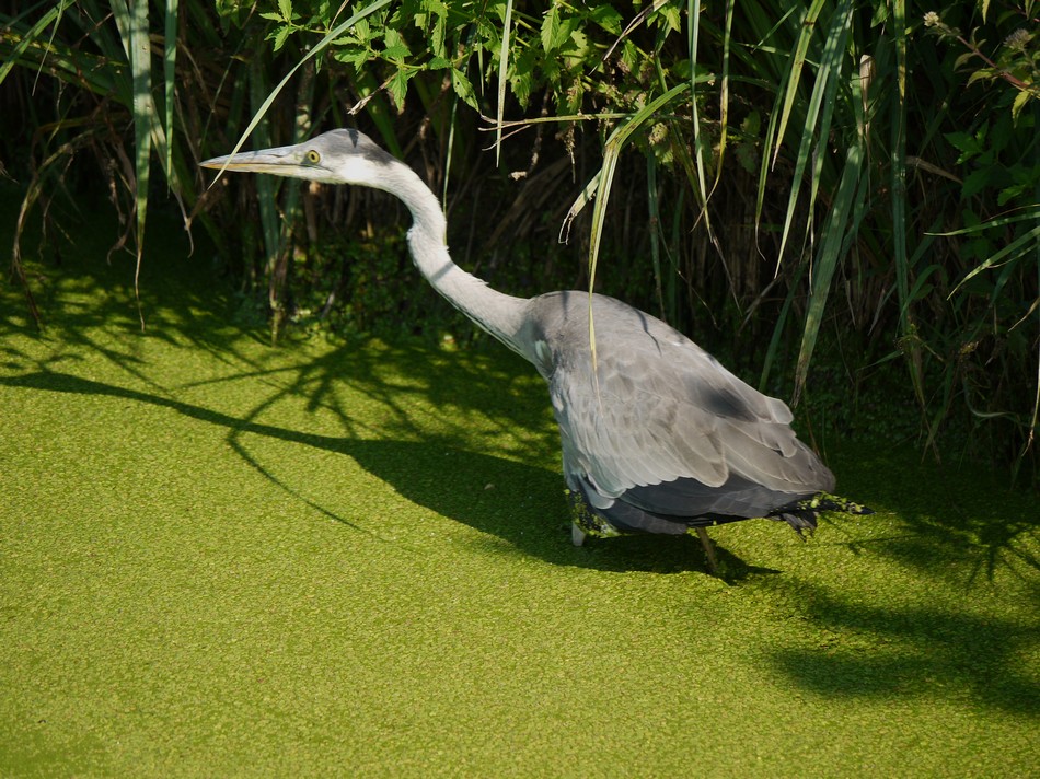 Airone Cenerino in difficolt�?