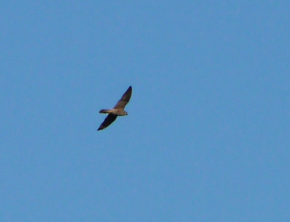Identificazione rapace nel Cremasco