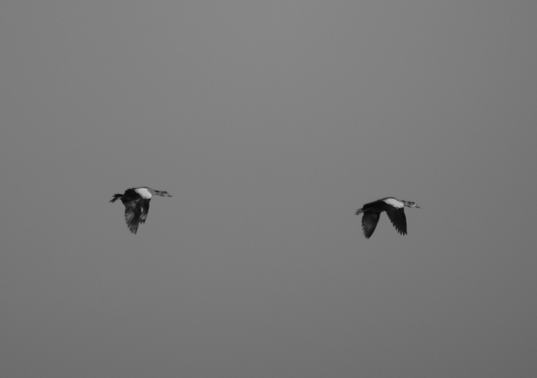 Ancora Oche Egiziane nel cremasco - in bianco e nero