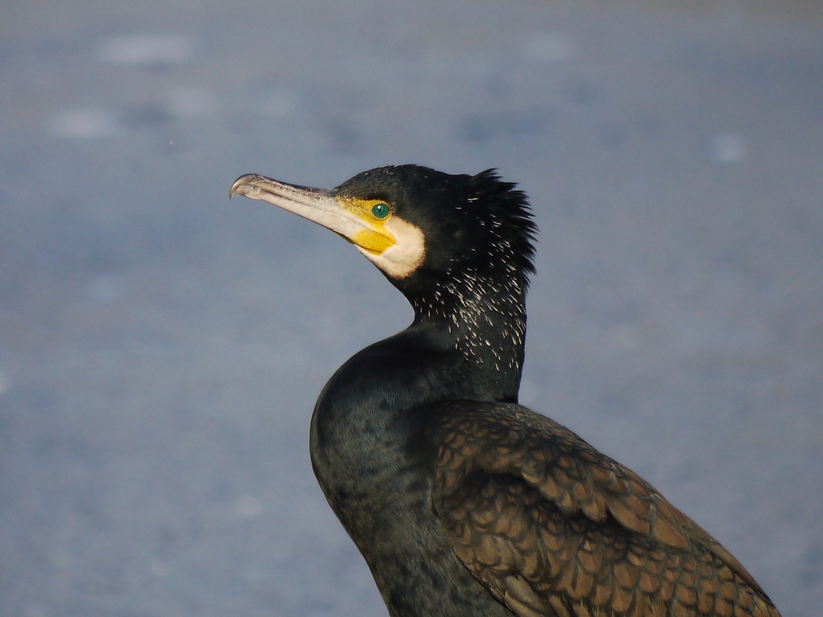 Cormorano