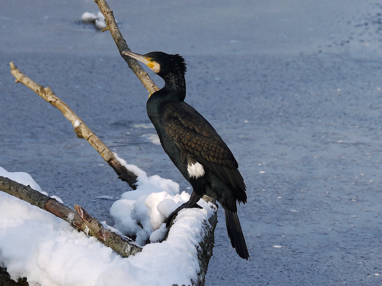 Cormorano