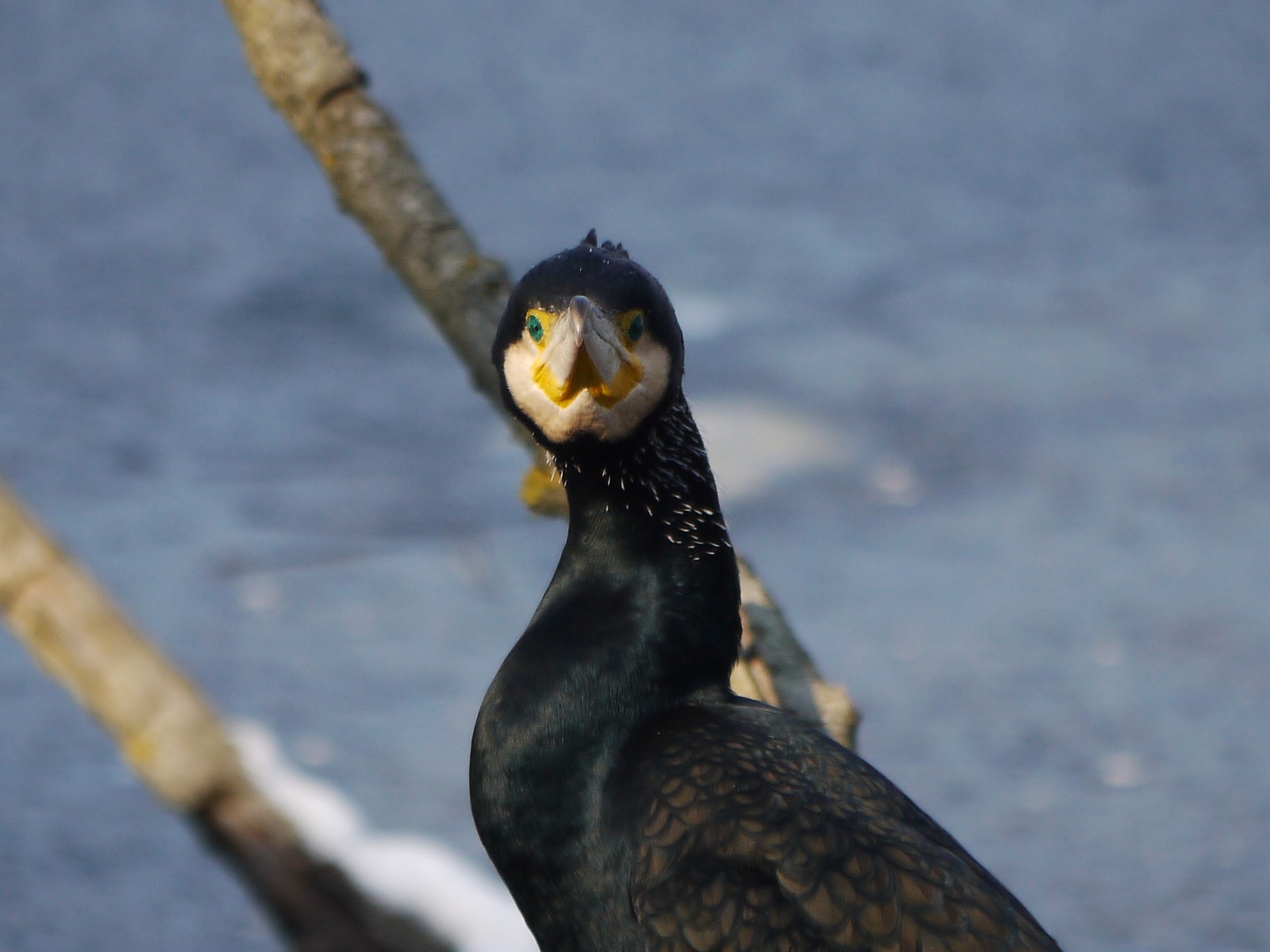 Cormorano