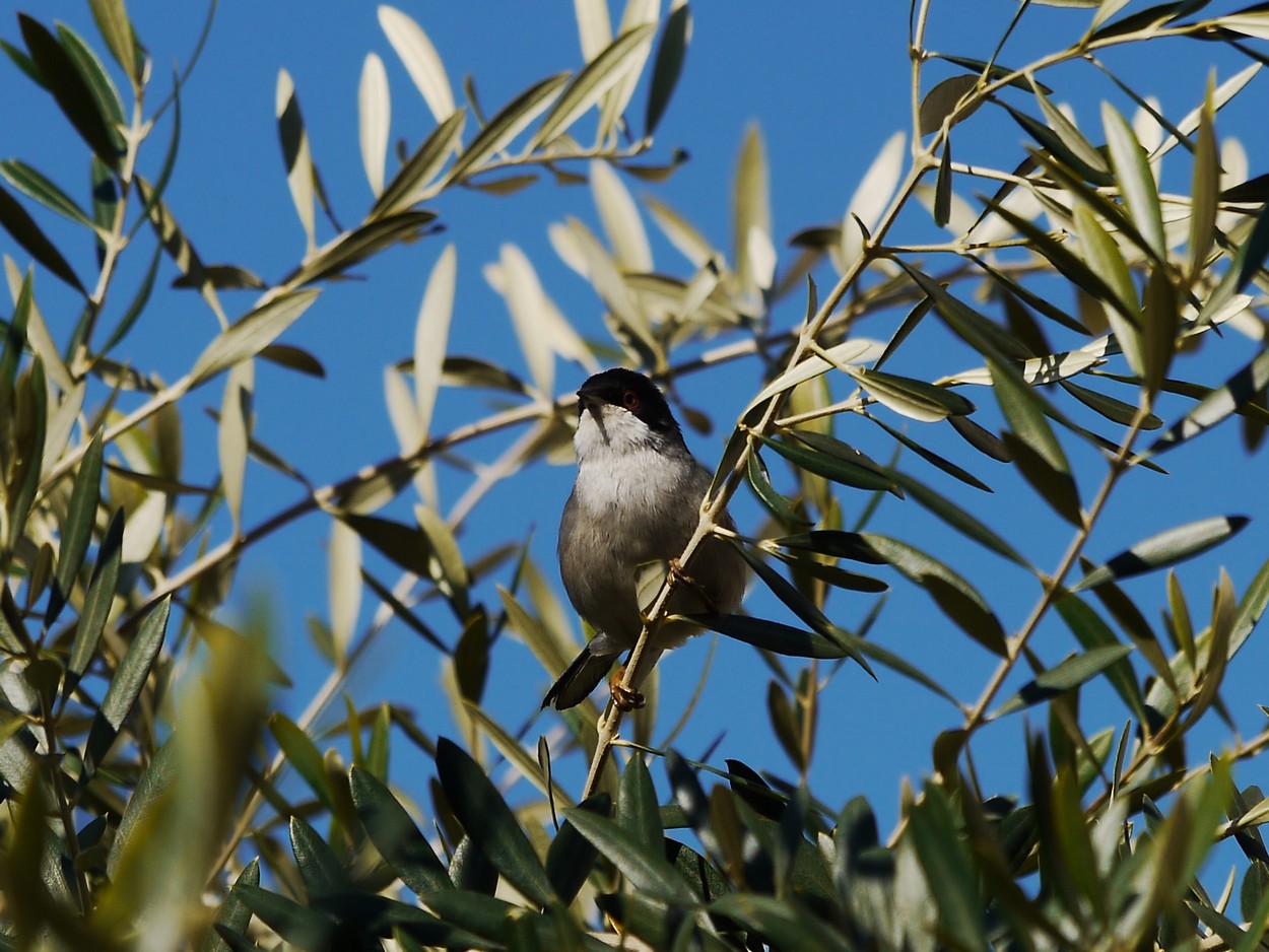 Conferma numero 2 sempre a Sorrento,  Occhiocotto?