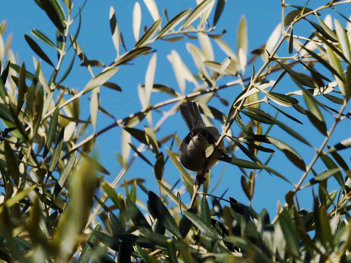 Conferma numero 2 sempre a Sorrento,  Occhiocotto?