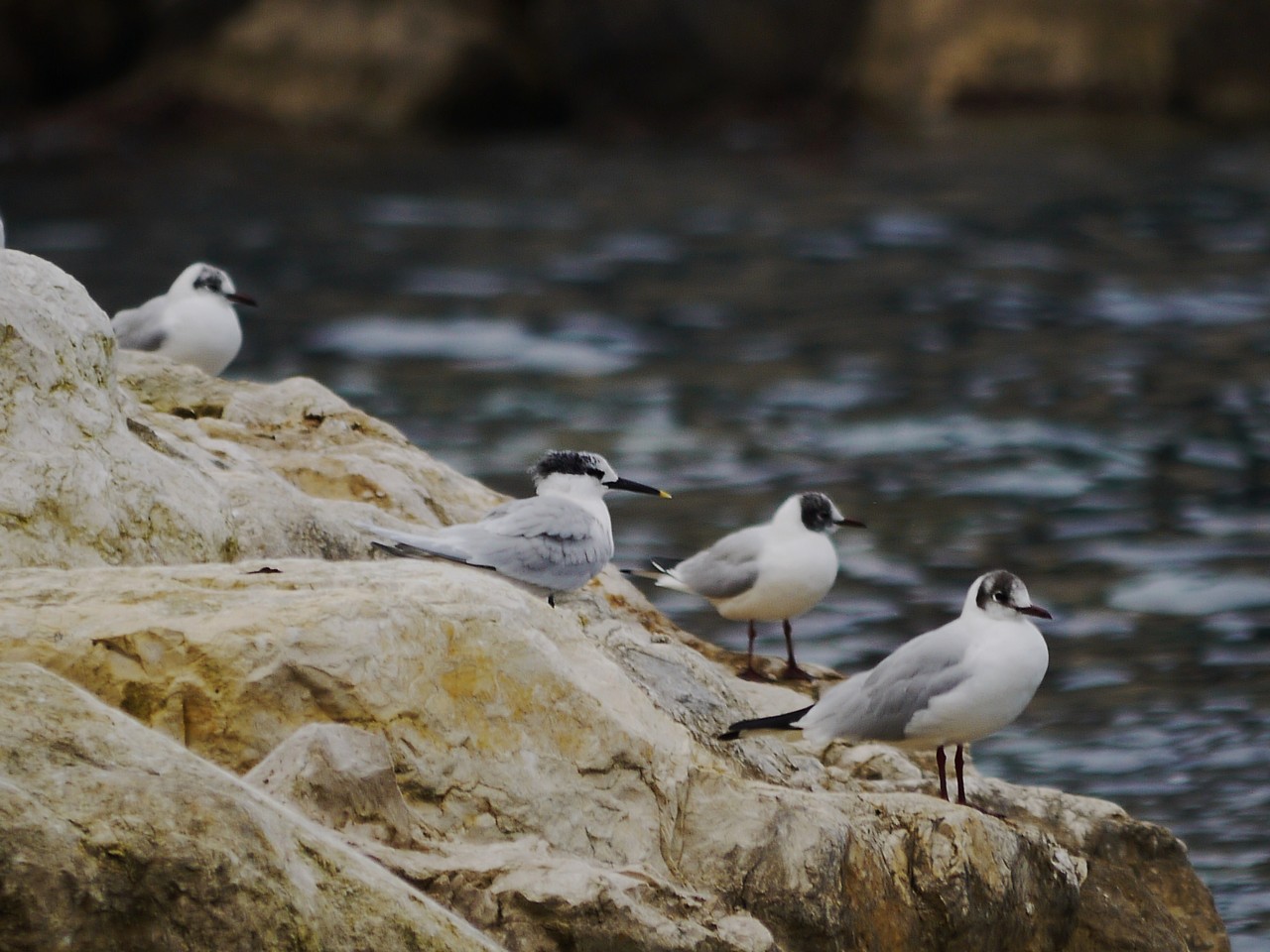 Conferma identificazione. Beccapesci?