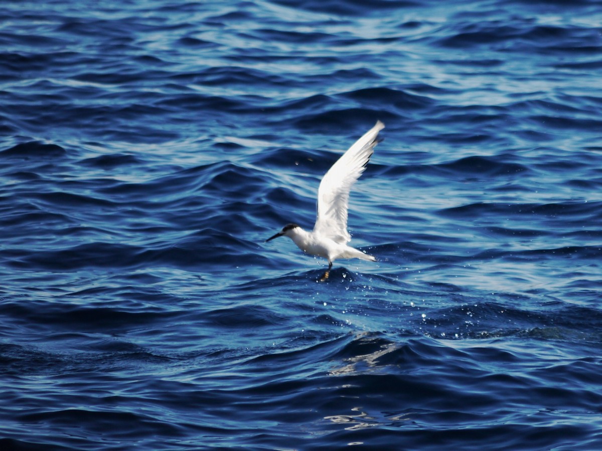 Conferma identificazione. Beccapesci?