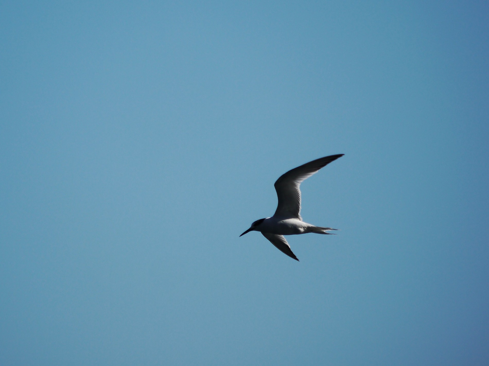 Conferma identificazione. Beccapesci?