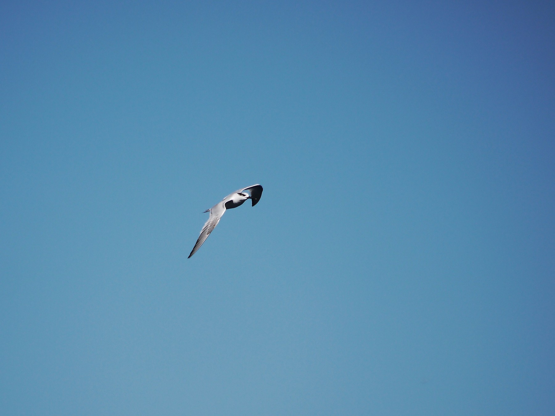 Conferma identificazione. Beccapesci?