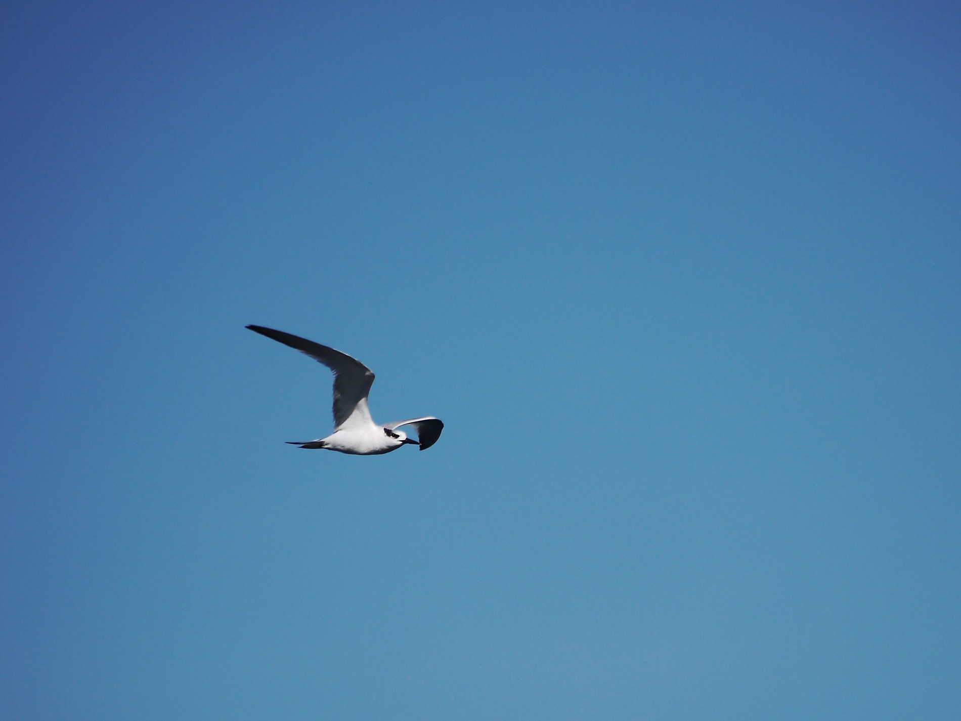 Conferma identificazione. Beccapesci?