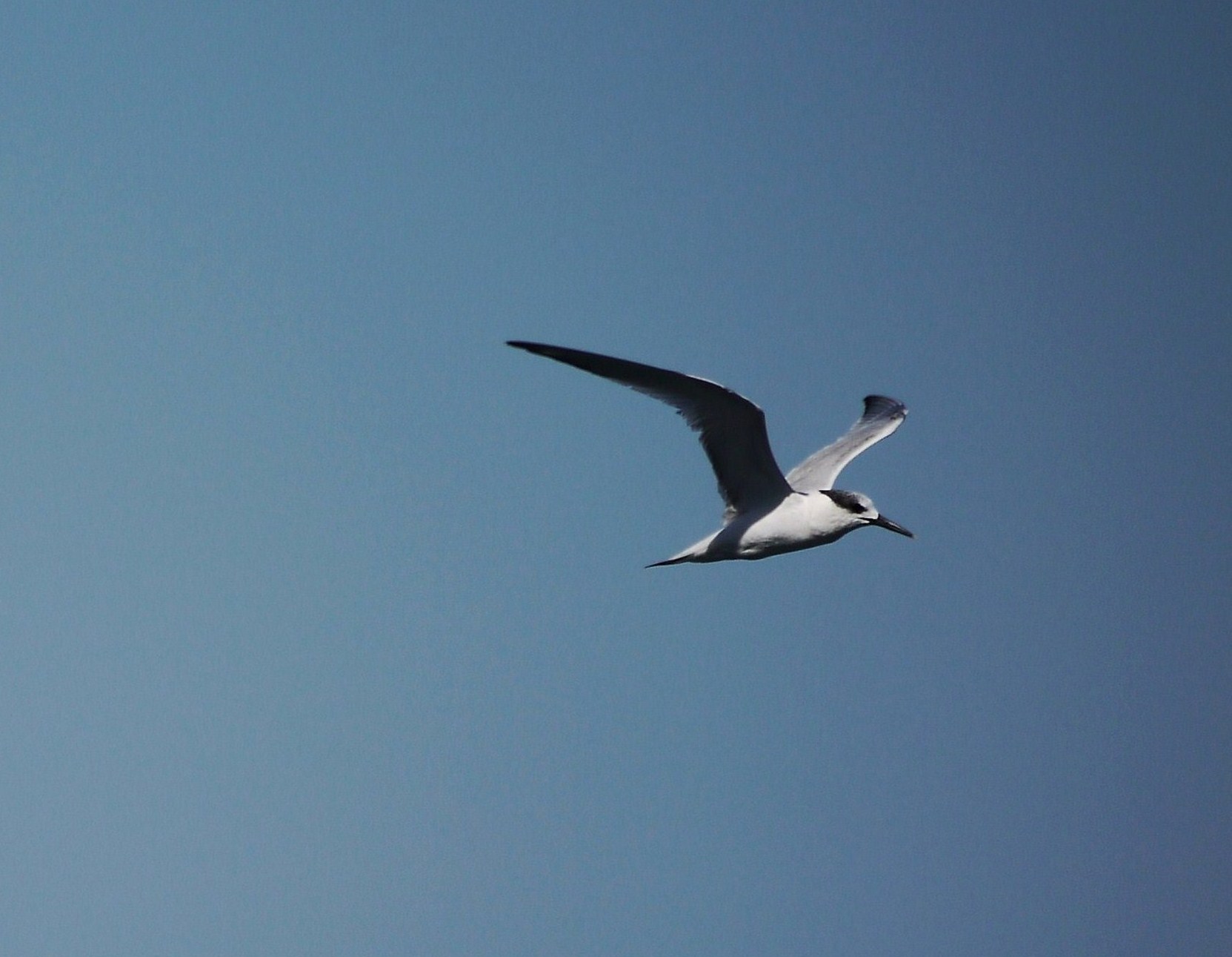 Conferma identificazione. Beccapesci?