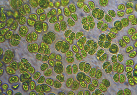 alga gelatinosa