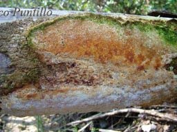 Fungo da determinare (Trametes trogii)