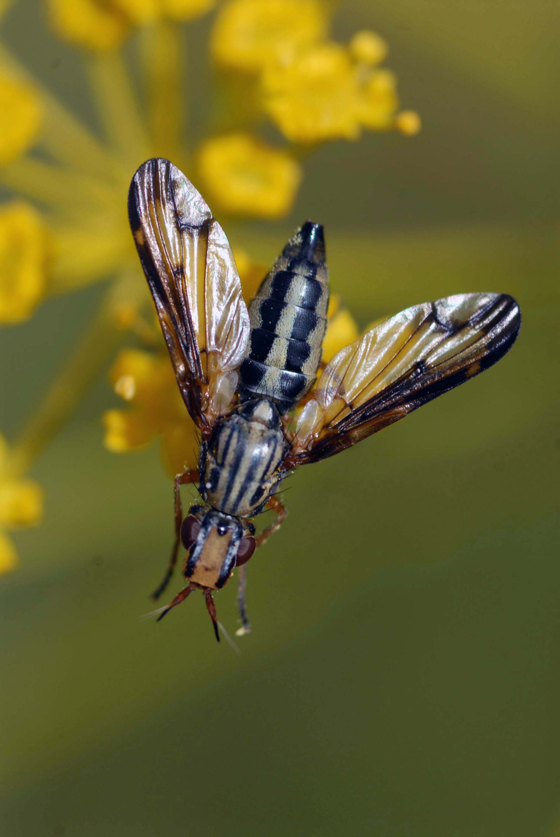 Ulididae: Dorycera grandis, femmina