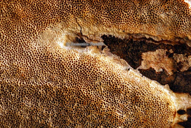 Fungo da determinare (Trametes trogii)